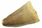 Fossil Mosasaur (Mosasaurus) Tooth - Feeding Worn Tip #364068-1